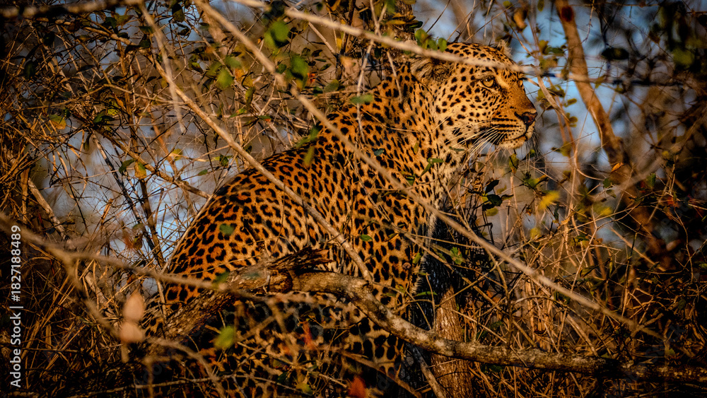 Fotografie leopard in the tree