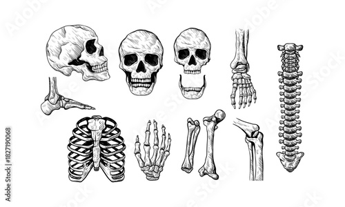 Hand-drawn illustrations of various human skeletal elements