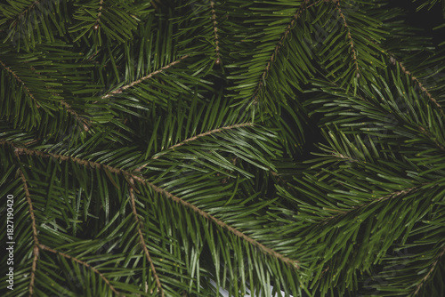 Christmas fir on white background
