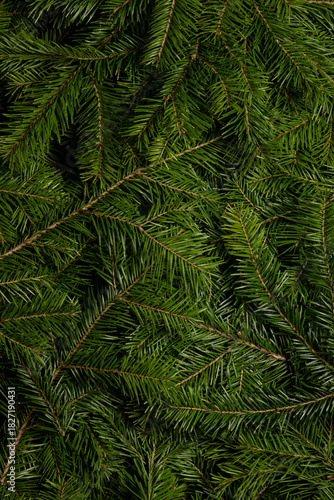 Christmas fir on white background
