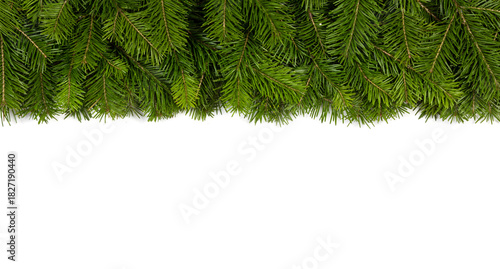 Christmas fir on white background