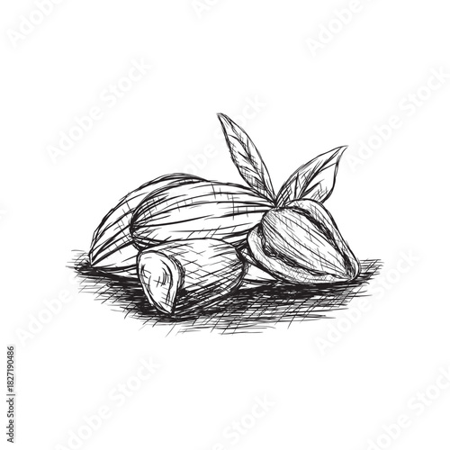 Vector vintage illustration of almond seeds in engraving style. Hand drawn sketch of full and half shelled nuts.