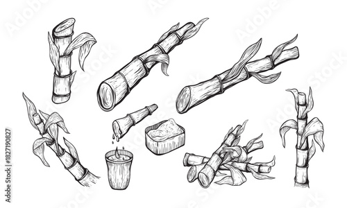 Sugar cane plant and leaves sketch vector illustration. Natural organic sweetener. Hand drawn isolated design elements.