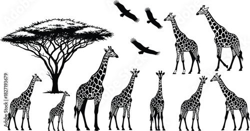 Vector Black Silhouette Set of African Giraffes and Vultures with Acacia Tree, Safari Wildlife Animals and Nature Scene Graphic, Isolated Collection for Travel and Conservation Design