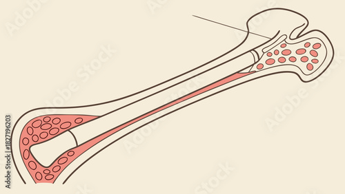 Illustration of a Bone Section Depicting Internal Anatomy