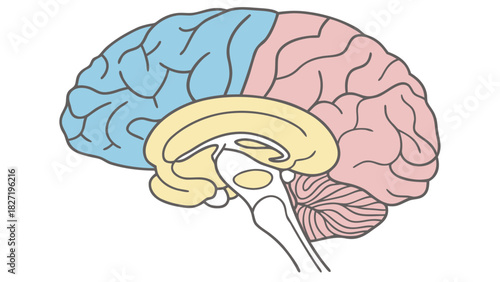 Colored illustration of human brain anatomical structure
