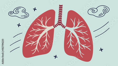 Illustration of the human respiratory system with lungs and trachea