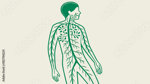 Diagram of human body showing lymphatic system in detail