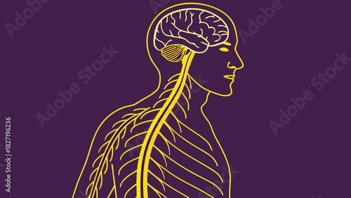 Illustration of the human nervous system in profile view