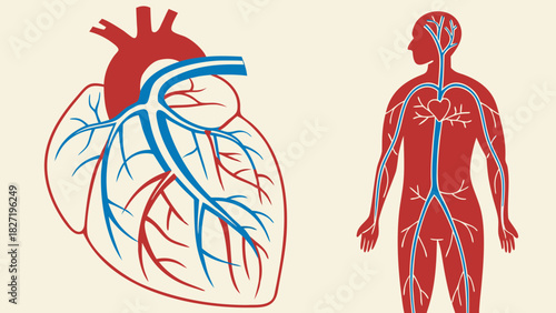 Illustration of the human heart and circulatory system diagram