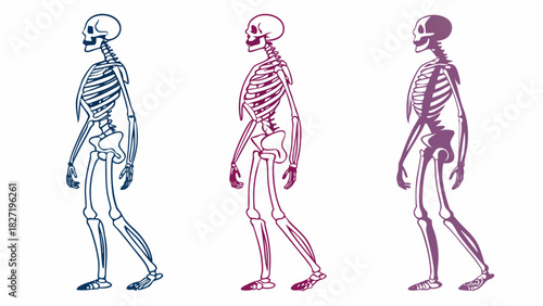 Illustration of a human skeleton walking in a profile view