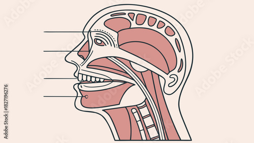 Diagram of human head anatomy showing internal structures