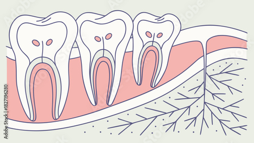 Illustration of Human Teeth Showing Dental Structure