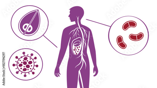 Illustration of the Human Body with Internal Anatomy Displayed