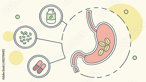 Anatomical illustration of a stomach with supplements in context