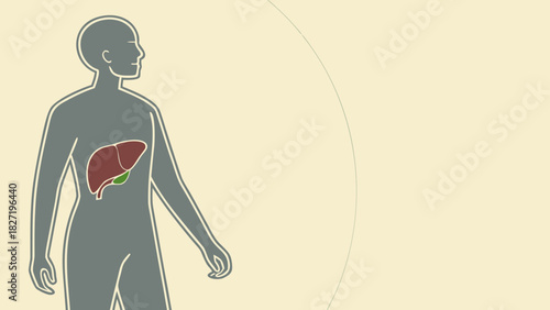 Simplified human figure showing the liver internal placement