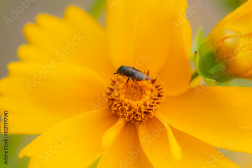 The blooming chrysanthemums attract aphids, flies, and bees to collect nectar