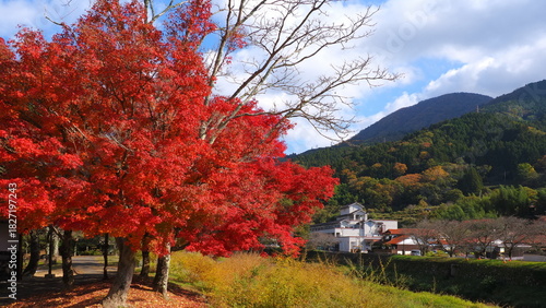 Wallpaper Mural 津和野の紅葉1 Torontodigital.ca
