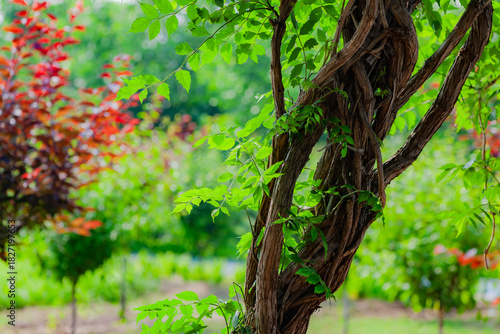The botanical garden has green vegetation with various leaves, flowers, and wild fruits. Beautiful texture background
