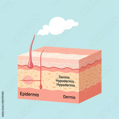 Human Skin Layers Anatomy Diagram Epidermis, Dermis, Hypodermis, Hair Follicle, Sweat Gland Medical Illustration