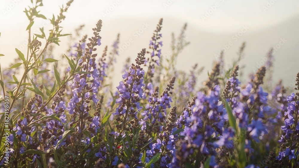 Obraz premium Lavender flowers in bloom with sunlight, natural outdoor scenery. Aromatic and colorful plants. Nature and floral theme. The concept of herbal and garden beauty