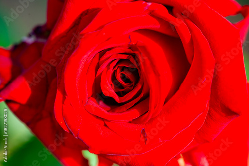 Close up of roses in multiple colors