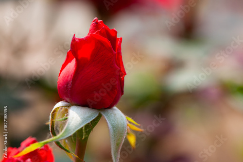 Close up of roses in multiple colors