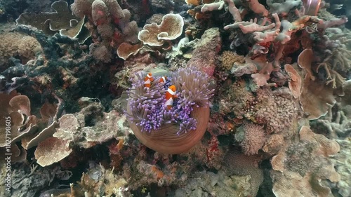 Underwater scubadiving scenery of Anemone fishes in an anemmone  in cinematic slow-motion, high resolution