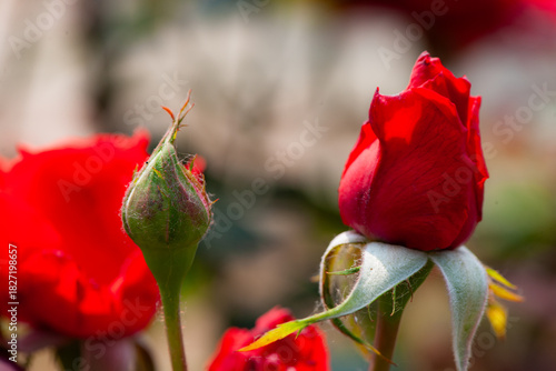 Close up of roses in multiple colors
