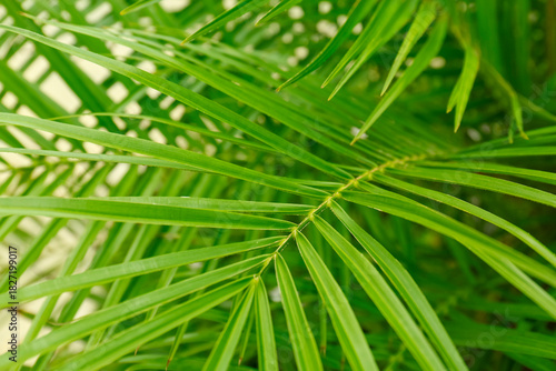 Green palm leaf outdoors, c...