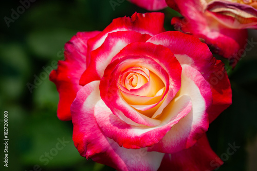 Close up of roses in multiple colors