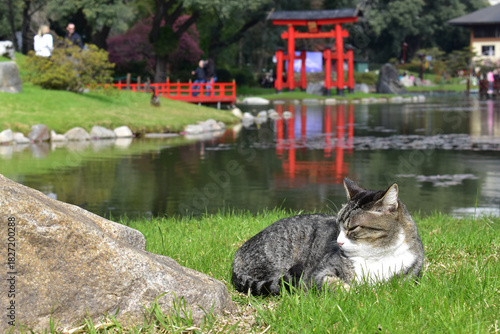 Red Torii Gate at Japanese Garden Buenos Aires – Lake, Rocks and Tabby Cat