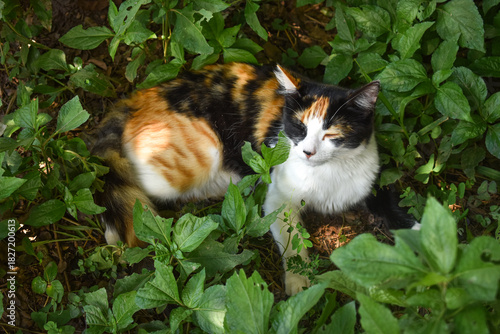 Calico Cat in Garden – Colorful Feline Among Green Leaves 