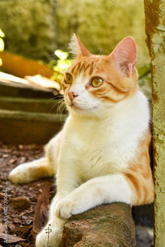 Orange Cat Outdoors – Ginger Feline in Natural Light
