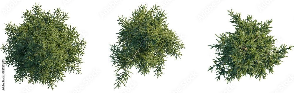Obraz premium Abies alba tree plan, top view, 8k png, cutout, transparent background, isolate, Three vibrant green tree tops provide natural garden visualization aid