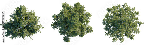 Picea abies tree plan, top view, 8k png, cutout, transparent background, isolate, Aerial view shows three lush green trees for landscaping designs