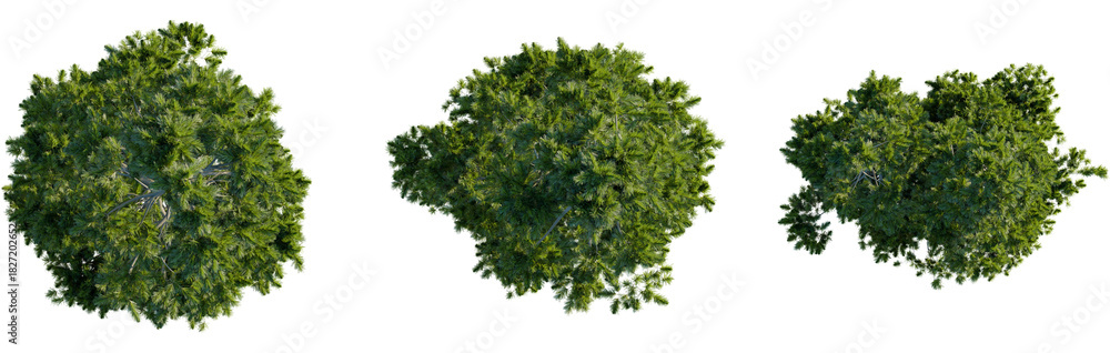 Obraz premium Pinus cembra tree plan, top view, 8k png, cutout, transparent background, isolate, Lush green trees from above perfect for landscape design elements