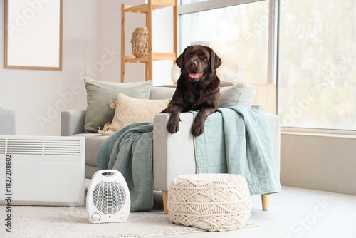 Cute Labrador dog on sofa n...