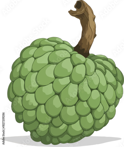 turtle on a white background