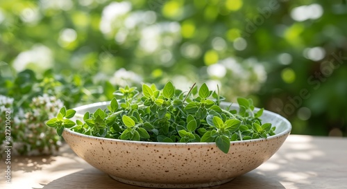 Bowl of fresh green oregano herb with blurred garden background leaves