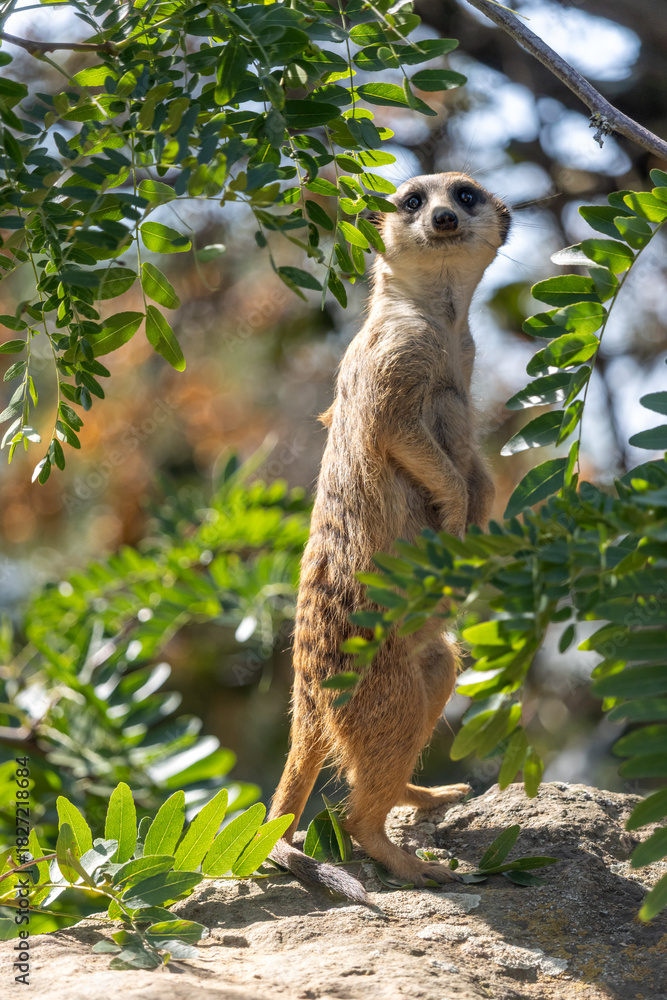 Obraz premium Meerkat patrolling under a tree