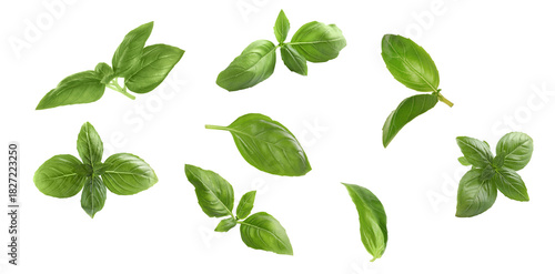 Fresh green basil leaves on white background, collage