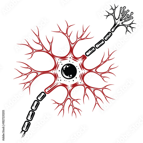 Neuron cell body with axon and dendrites