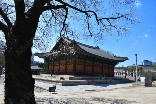 고목 나무가 있는 풍경 