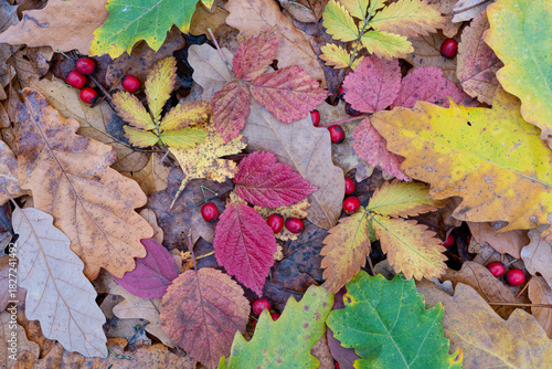 Colorful autumn leaves on forest ground. Beautiful natural textures background