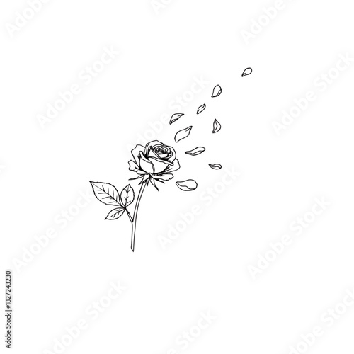 Delicate Rose with Falling Petals.