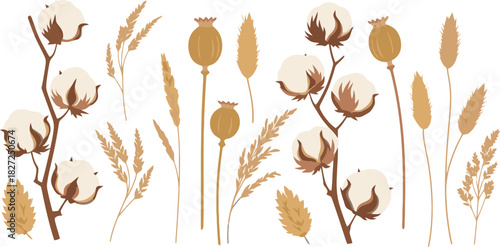 Set of dried plants cotton poppy heads and various dry grasses.