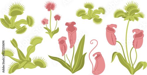 Collection of various carnivorous plants including Venus flytraps and pitcher plants.