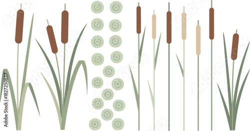 Cattails and Reeds Growing in a Wetland Environment.