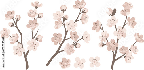 Cherry Blossom Branches with Delicate Pink Flowers and Buds.